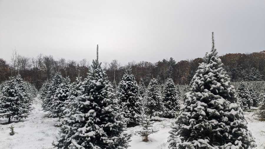 New Hampshire's best Christmas tree farms of 2023