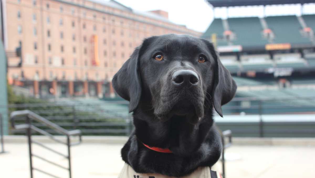 Camden graduates, service dog