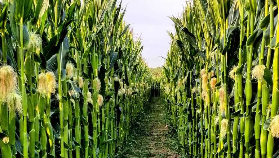NH best corn maze of 2021