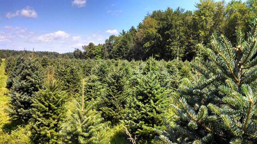 NH best Christmas tree farm of 2021