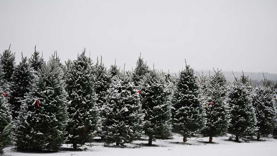 Viewers' Choice 2018: Best Christmas tree farms in New Hampshire