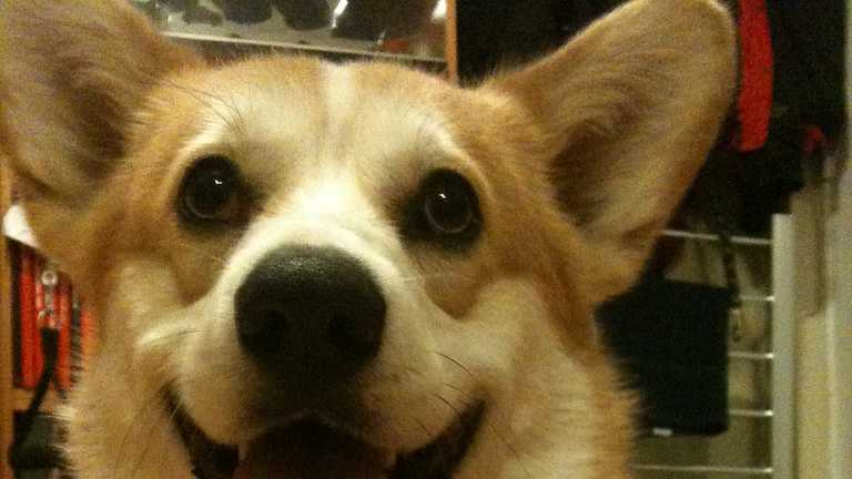 America's most popular dog breeds