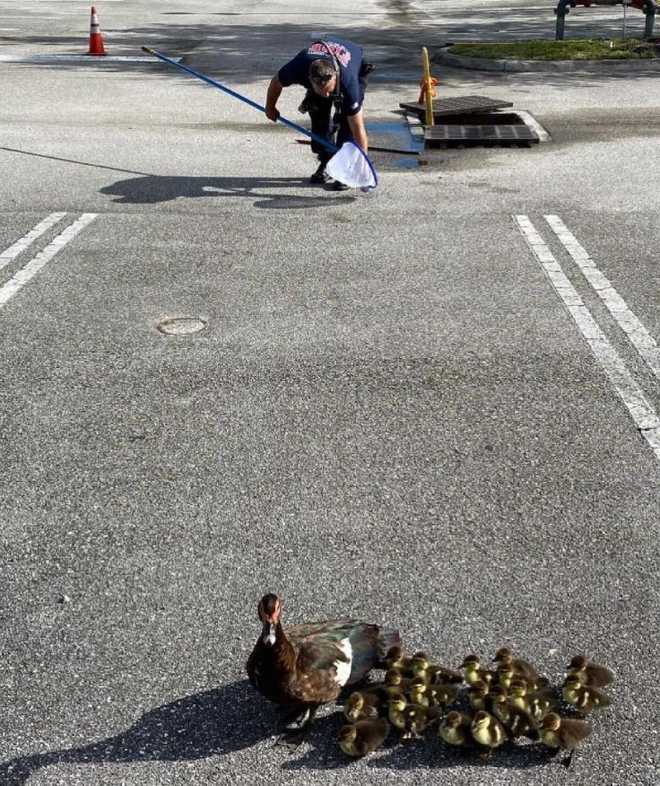 Cute Pictures! Ducks rescued from West Palm Beach storm drain