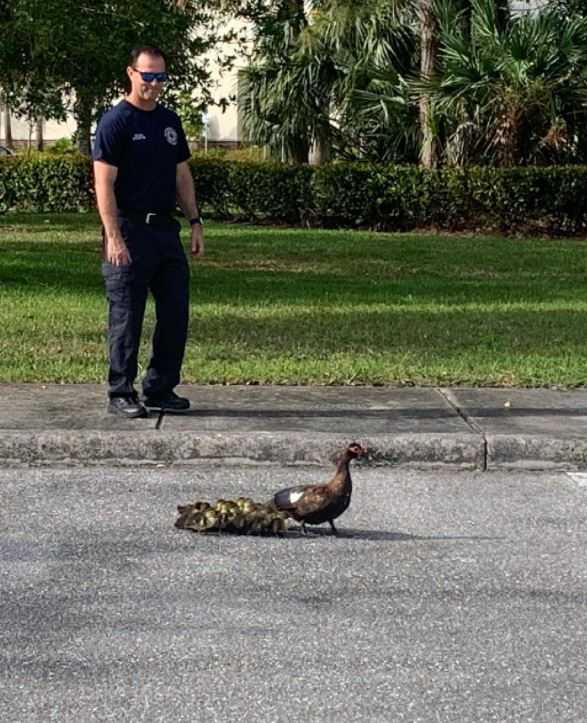 Cute Pictures! Ducks rescued from West Palm Beach storm drain