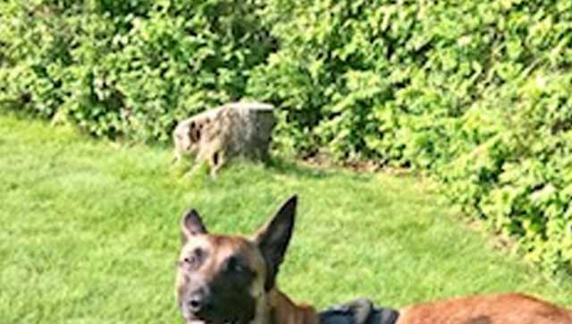 Mass. Legislature passes Nero's Law, bill to protect K-9 dogs - Vimarsana News