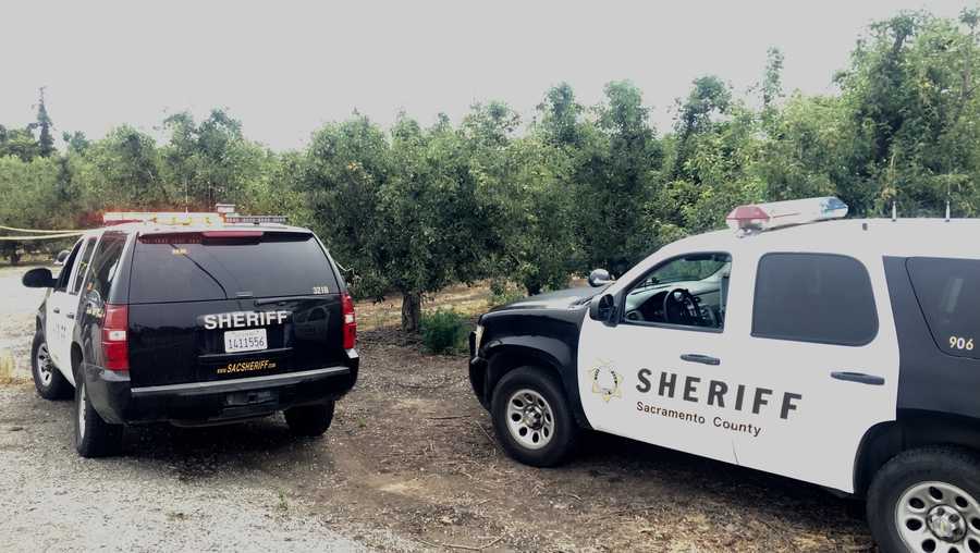 Deputies investigate a deadly shooting after a victim was found Thursday, June 8, 2017, in a Sacramento County orchard, the Sacramento County Sheriff's Department said.