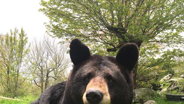 Beloved Grandfather Mountain Black Bear Gerry Dies