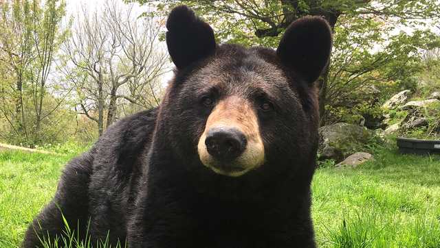 Beloved Grandfather Mountain Black Bear Gerry Dies Beloved Grandfather Mountain Black Bear Gerry Dies