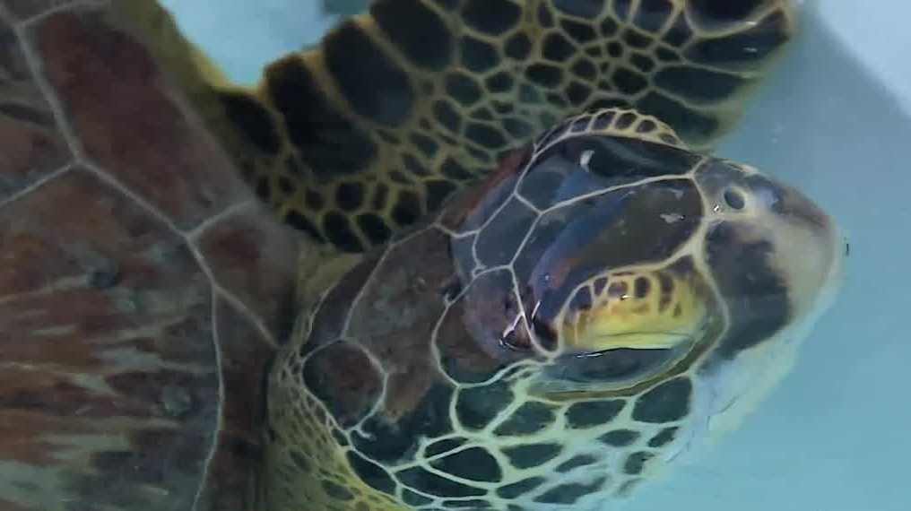 Florida marinelife center names sea turtle after Stanley Cup