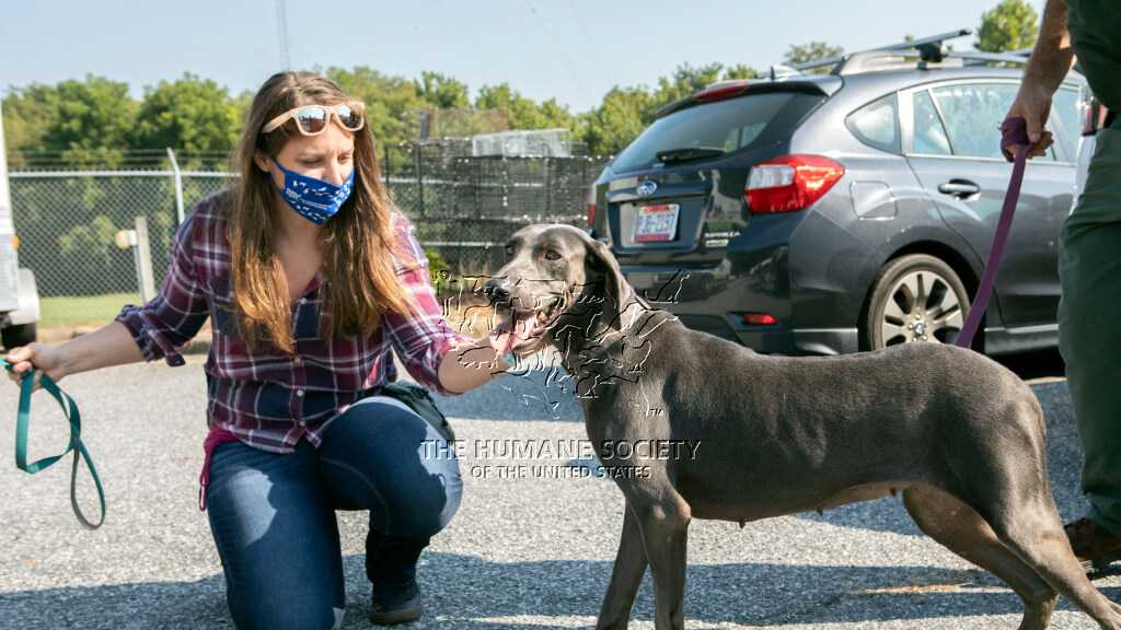 Humane Society gallery