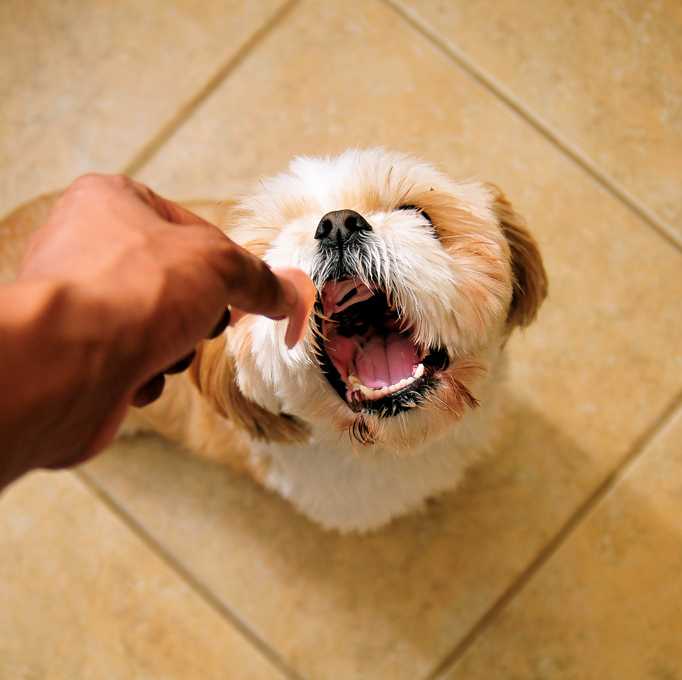 11 Potential Warning Signs Of Dog Cancer