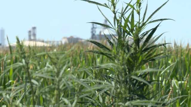 Hemp can help clean up AltEn mess according to UNL researcher - Vimarsana News