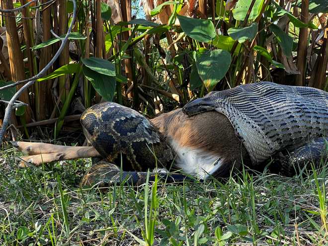 Burmese Python