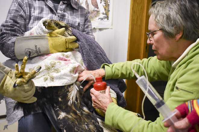 Fontenelle Forest Raptor Recovery treating eagles for lead poisoning