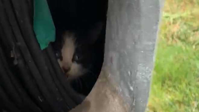 kitten&#x20;rescued&#x20;from&#x20;inside&#x20;light&#x20;pole