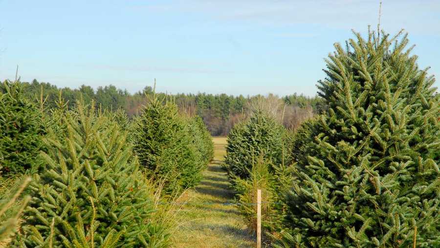 Best Christmas tree farms in NH of 2020