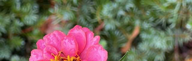 North Carolina: First freeze of the season is here! What to do for plants, pets - Vimarsana News