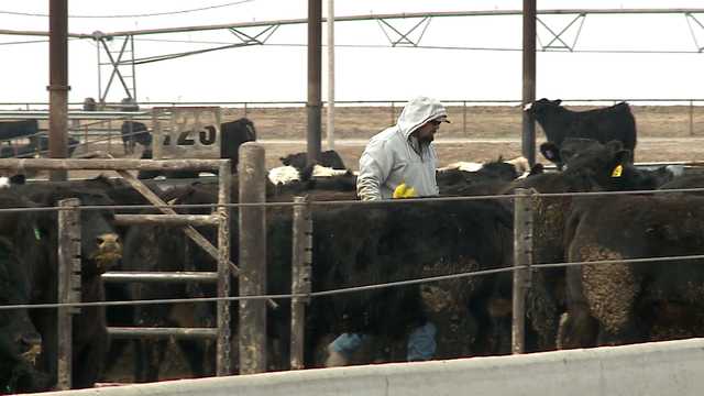 Nebraska feed lots at record numbers due cattle sell off and drought - Vimarsana News