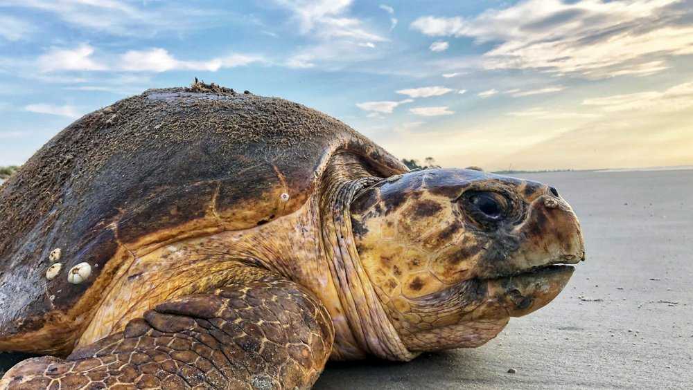 Rare sea turtles smash nesting records in Georgia, Carolinas