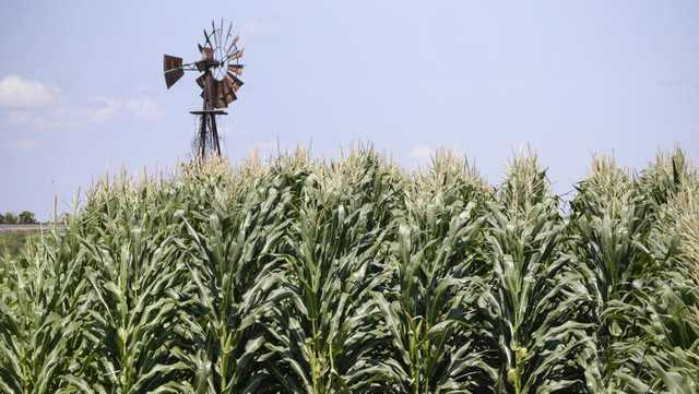 Federal watchdog: Trump's USDA overpaid corn farmers by $3B - Vimarsana News