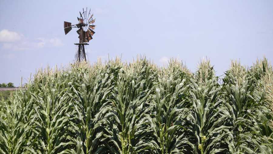 file - in this july 11, 2018, file photo, a field of corn grows in front of an old windmill in pacific junction, iowa. the trump administration overpaid corn farmers by about $3 billion in federal aid in 2019 and farmers in the south were paid more for the same crops than those elsewhere in the country, a federal watchdog agency has found. (ap photo/nati harnik, file )