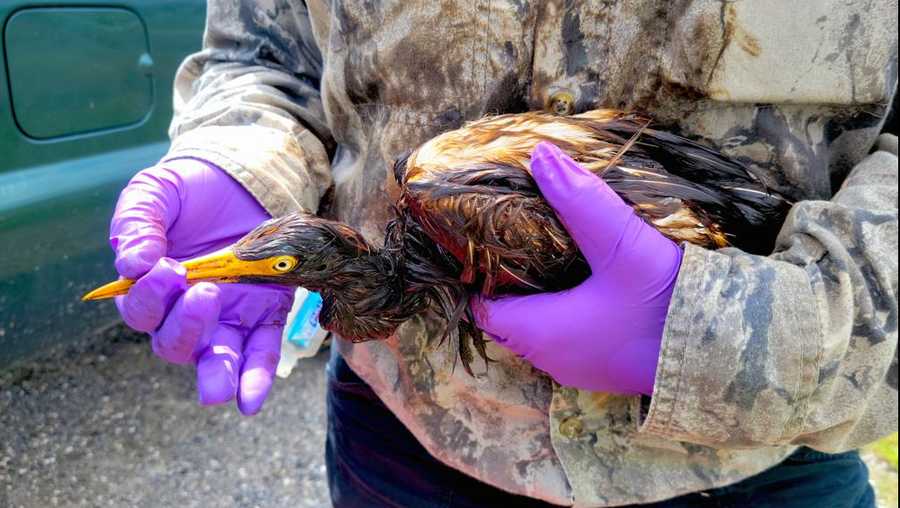 Oil-Soaked Birds Found After Hurricane Ida Caused Crude Oil Spill at Louisiana Refinery