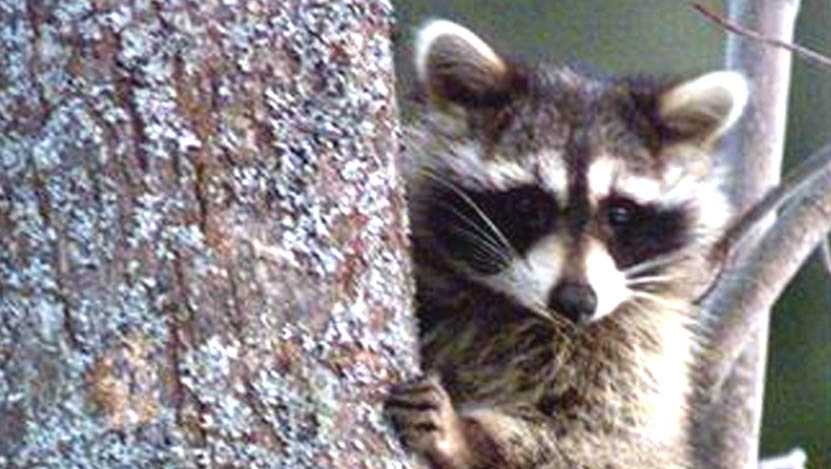 Raccoons take over Jefferson County home