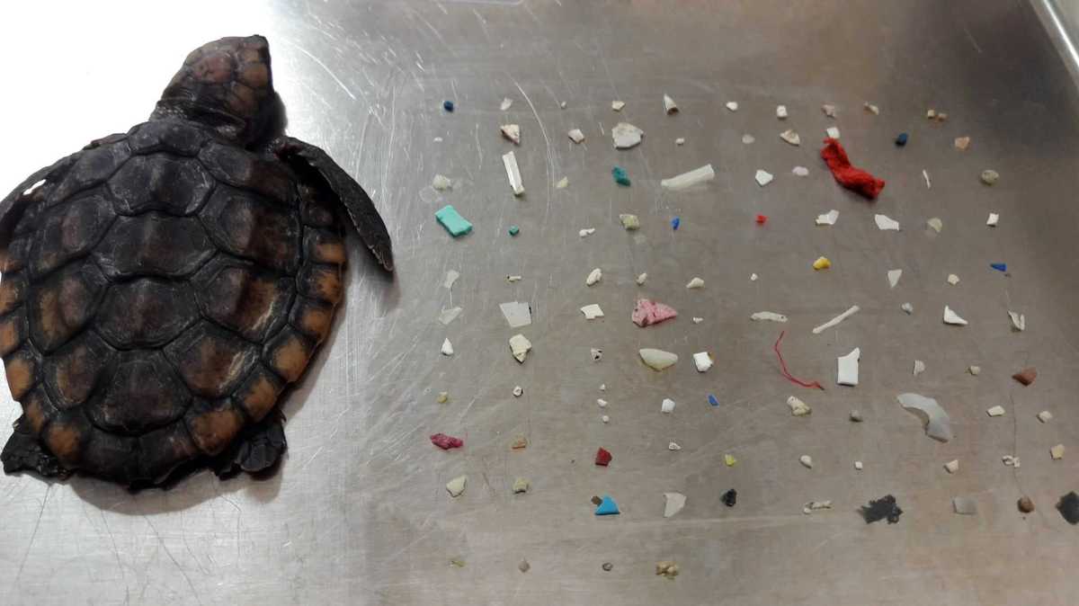 Turtle dies after eating 104 pieces of plastic