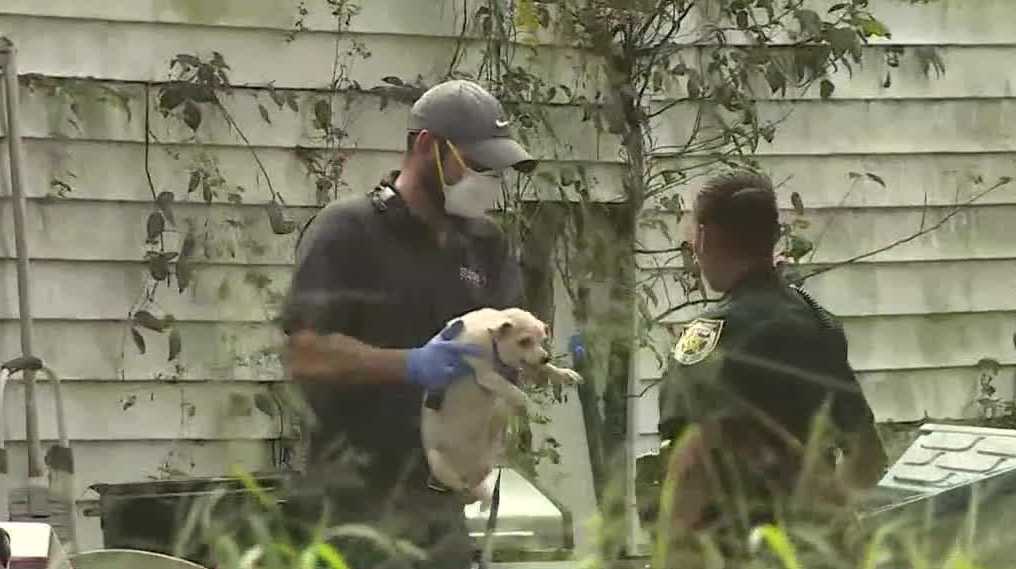 Several dogs removed from South Florida residence