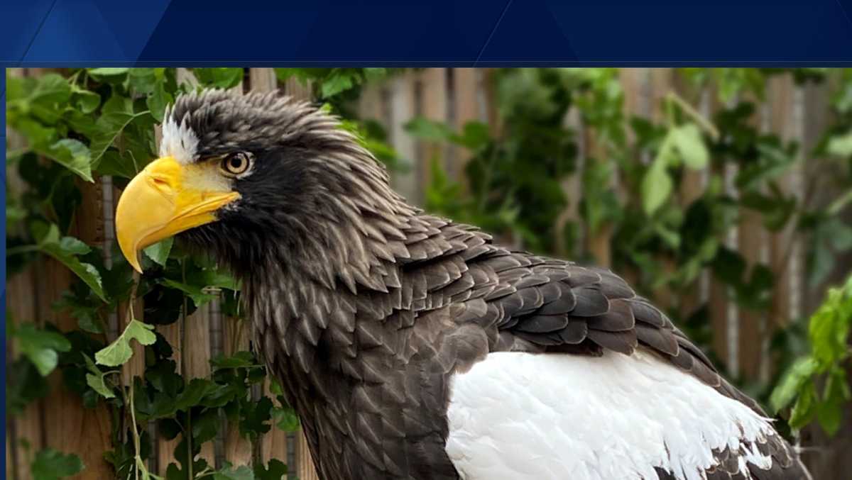 Eagles find it's not easy being green - ABC News