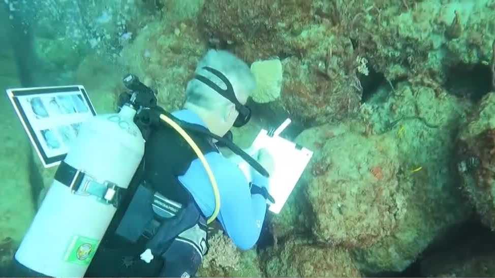 Palm Beach County's coral reefs thrive in ideal conditions