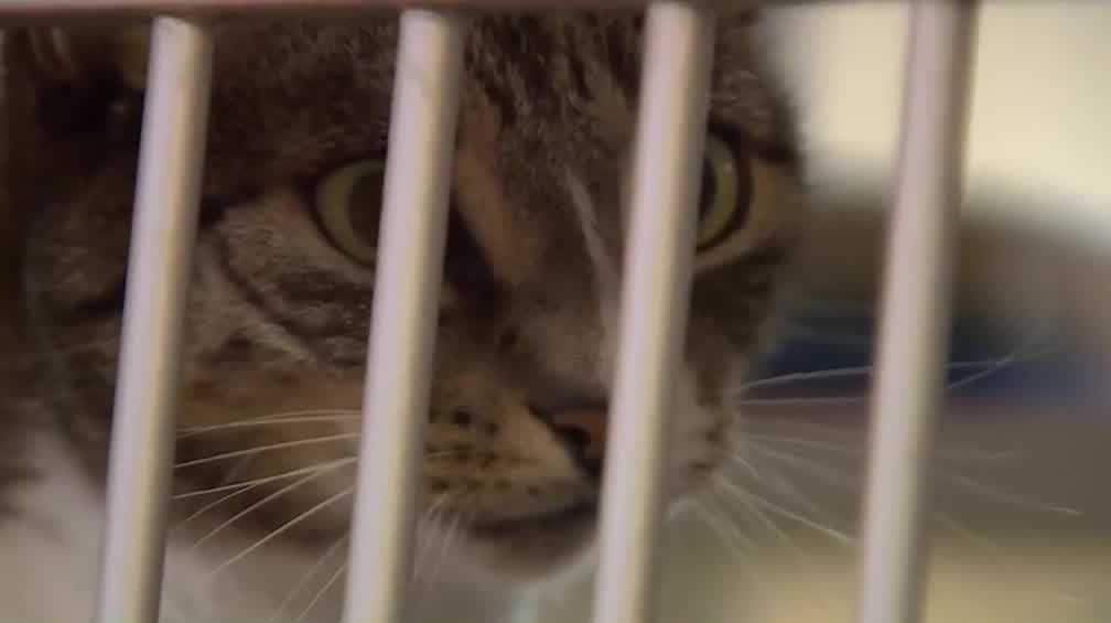 Humane Society of the Treasure Coast reports surge in lost pets after hurricanes