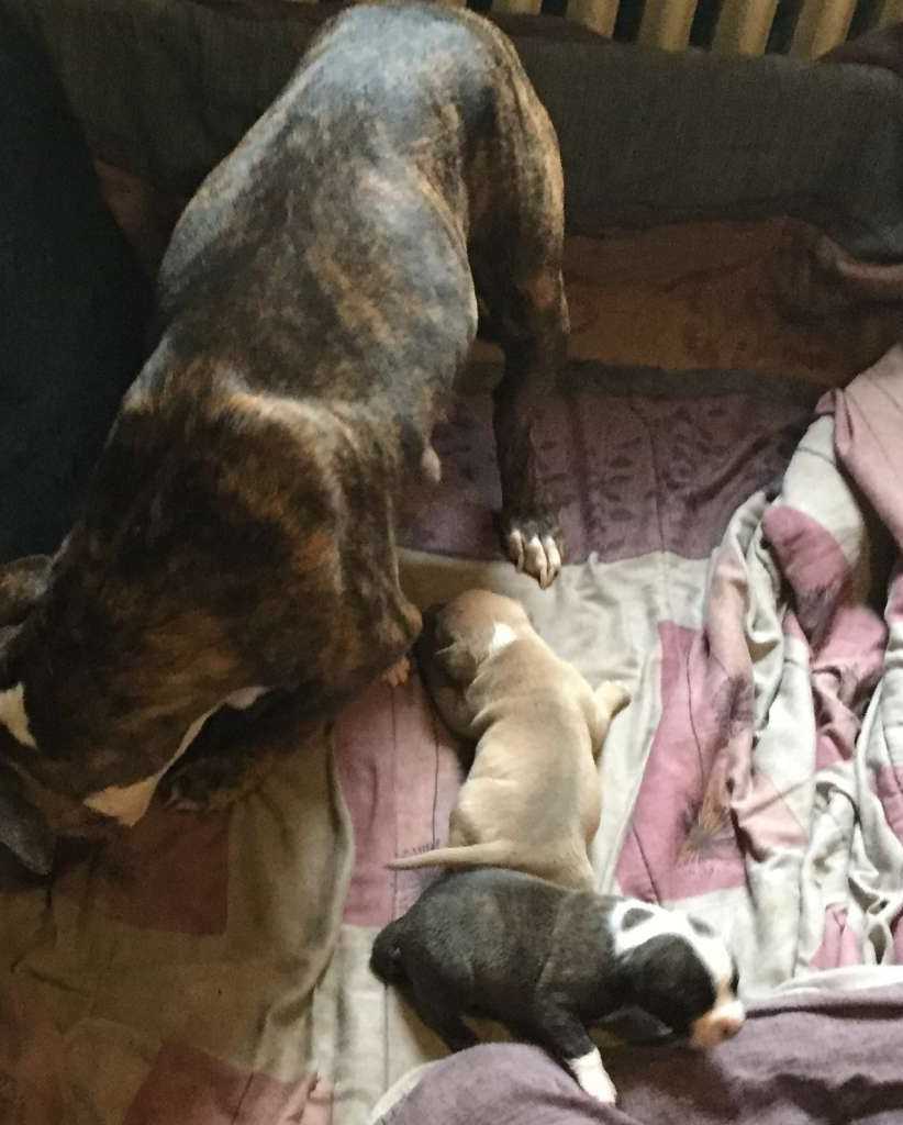 Officers rescue 2-week-old puppy that got head stuck in gate