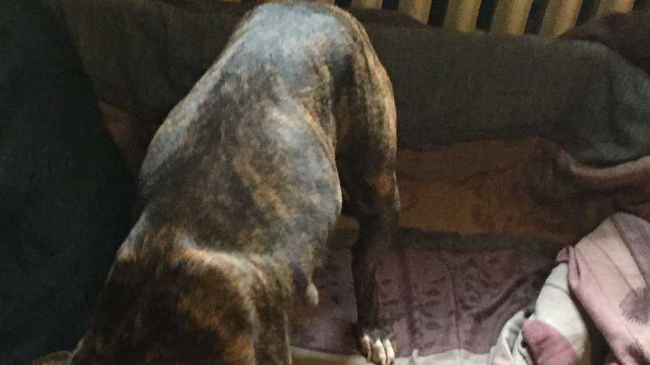 Officers rescue 2-week-old puppy that got head stuck in gate