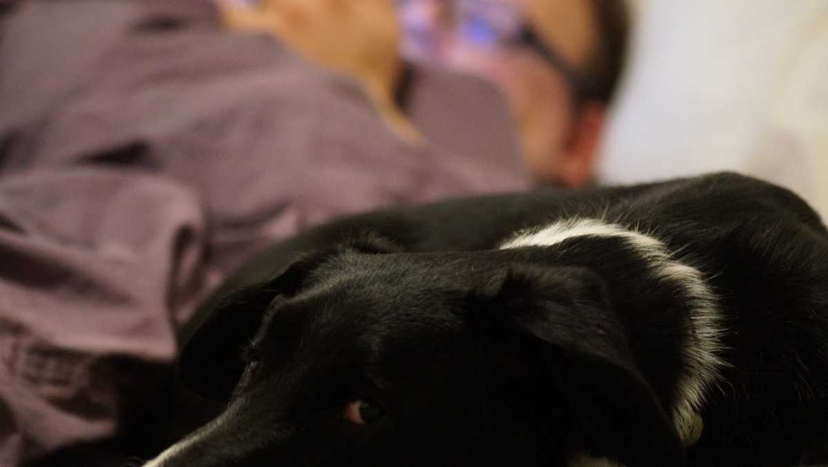 Bacterial infection kills 3 dogs at Kentucky animal shelter