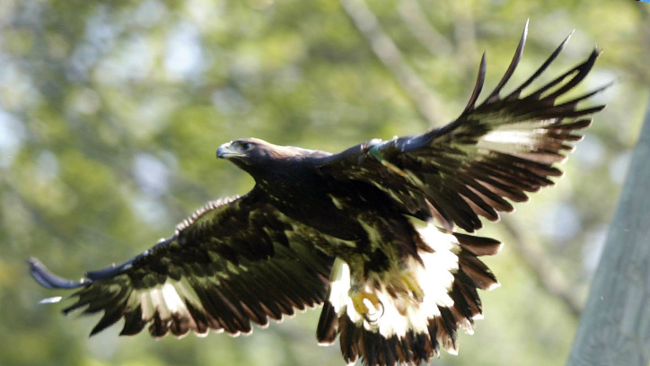 2 Kansas Men Accused Of Shooting Killing Golden Eagle