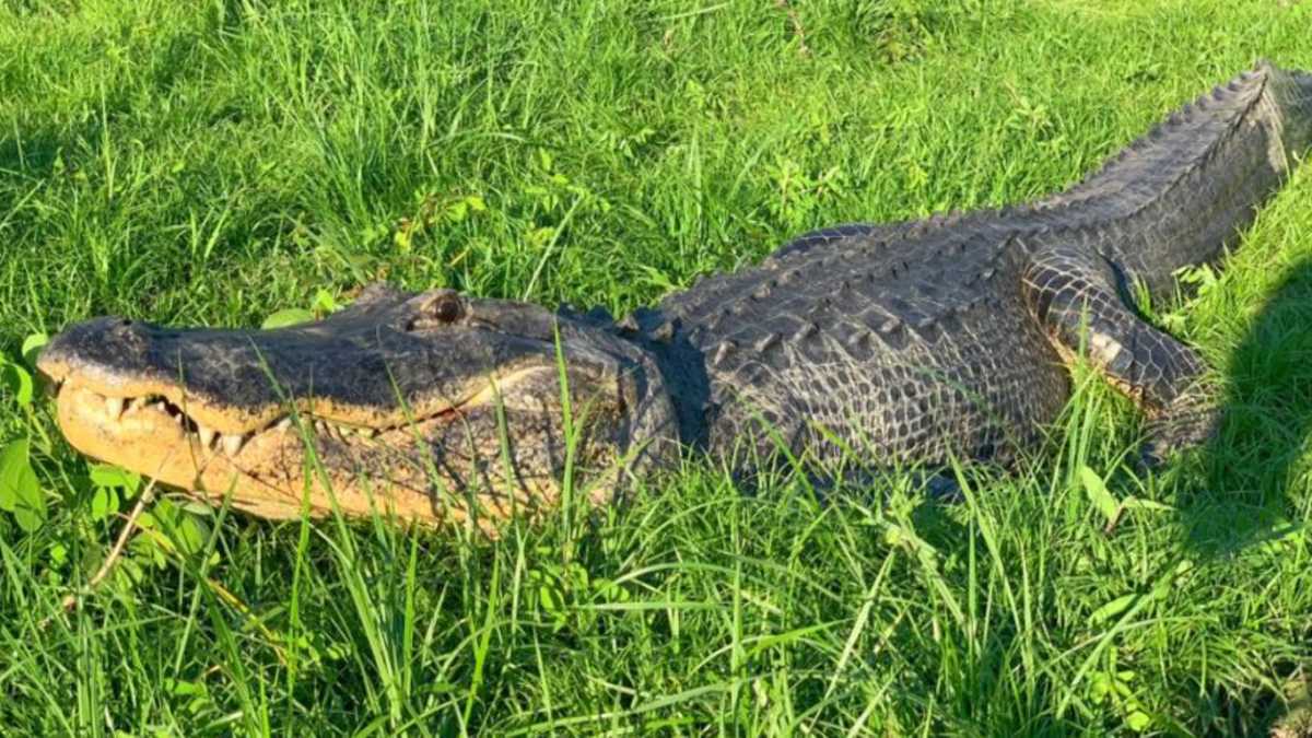 Massive, 11-foot gator walks down Ocala street