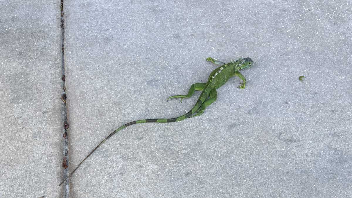 Florida allows temporary removal of cold-stunned green iguanas