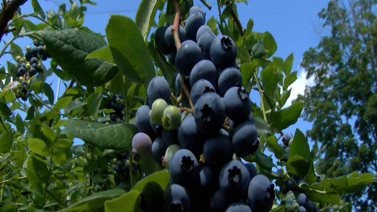 New England blueberry season in full swing