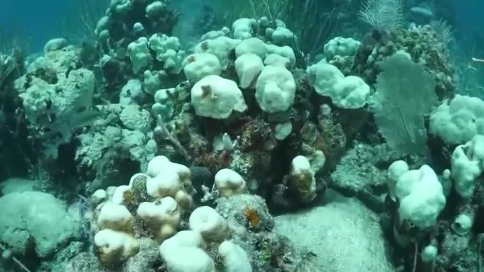 The underwater zoo of coral reefs off Florida's coast