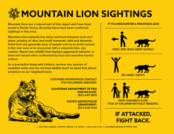 Mountain Lion seen in Pacific Grove, police report