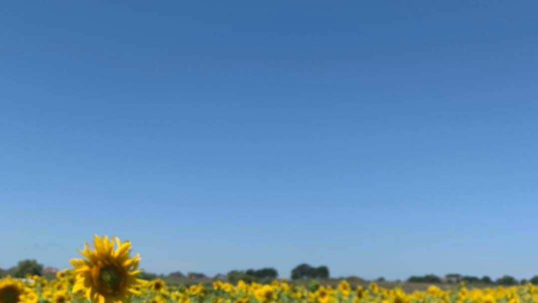 Coronavirus Farmer plants 2 million sunflowers to brighten 2020