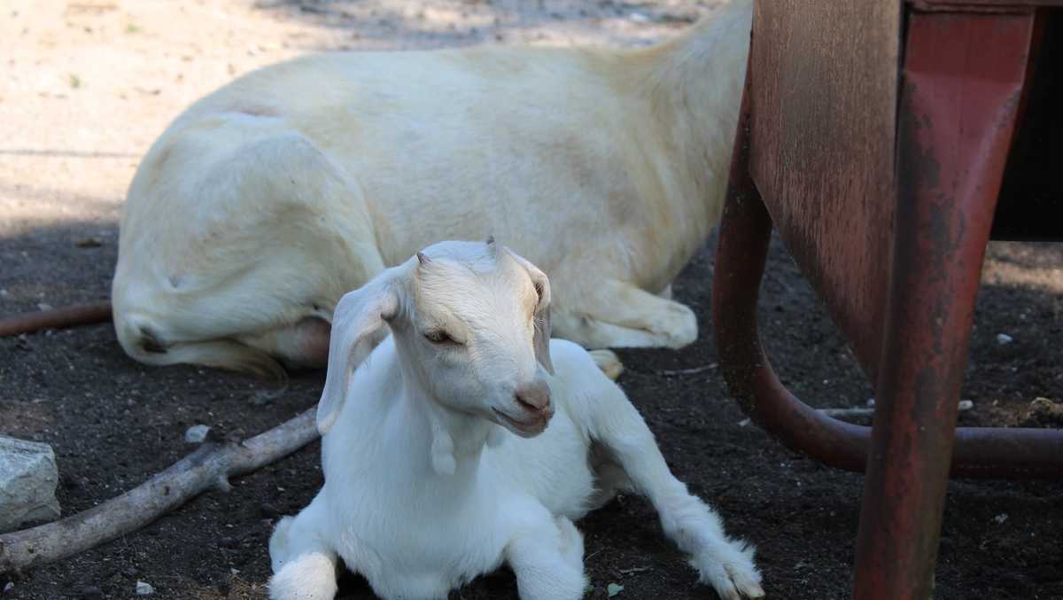 Clarksville needs helping naming newest baby goat resident
