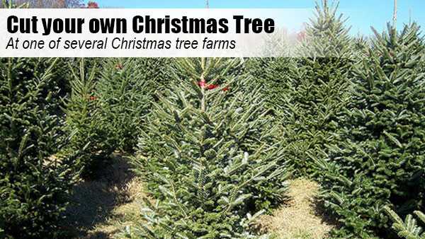 20 things to do this Christmas season in Cincinnati