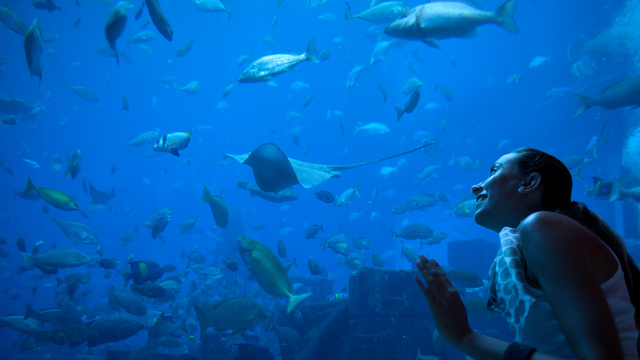 North Carolina Aquarium at Fort Fisher needs teen volunteers - Vimarsana News