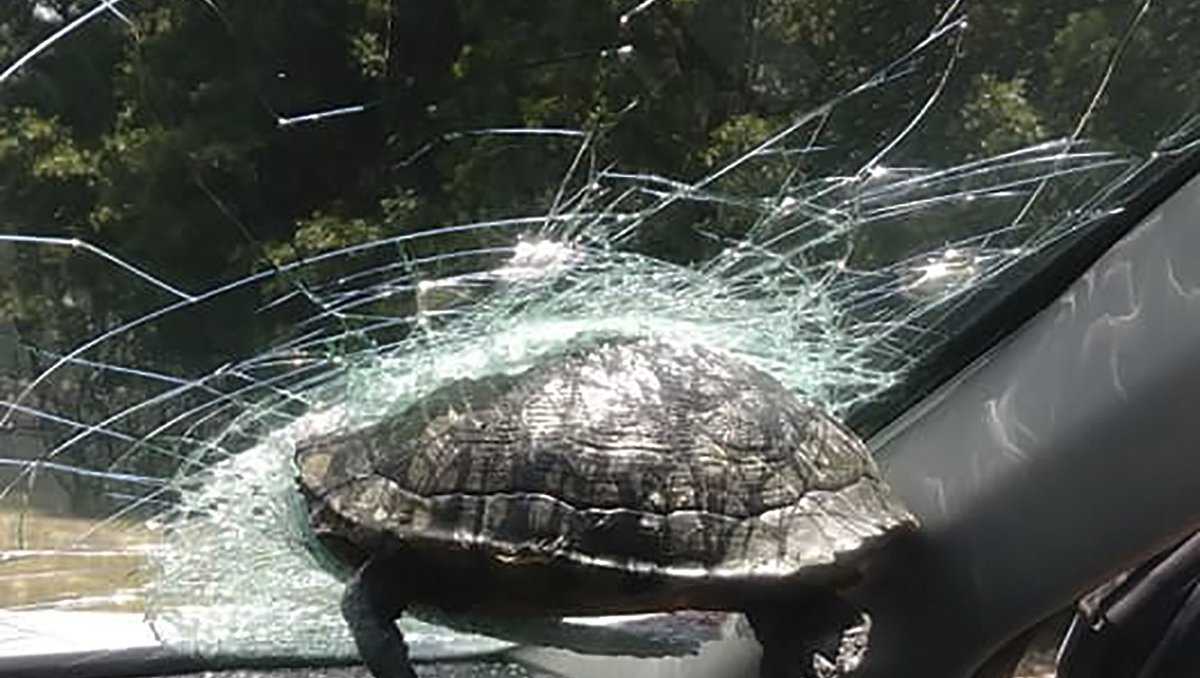 In Savannah, airborne turtle crashes into windshield. Driver, brother