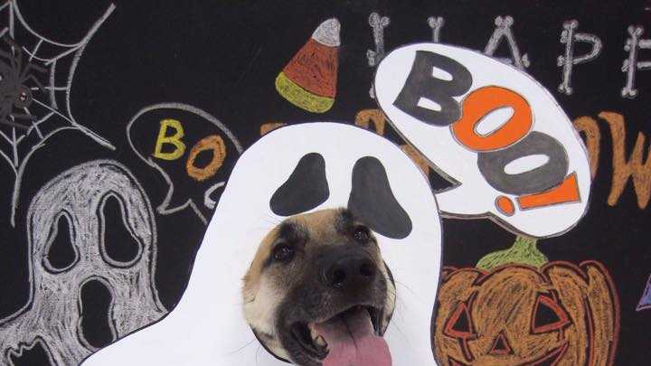 Bailey in the costume contest at doggy daycare