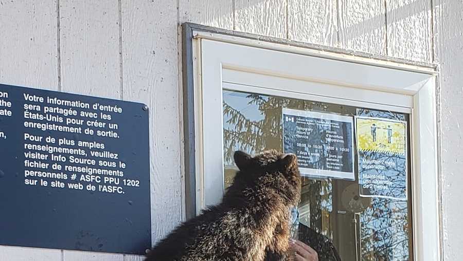 Baby Bear Stopped At Canadian U S Border With No Documentation