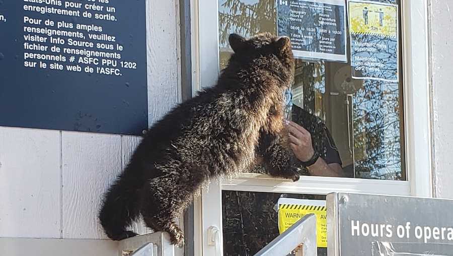 Canada Border Services Agency reports a hungry bear cub at the U.S.-Canada border office.