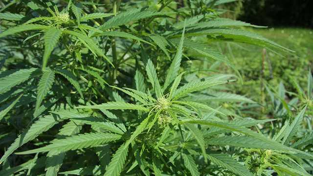 Public town hall meeting on medical marijuana in Kentucky being held in Frankfort - Vimarsana News